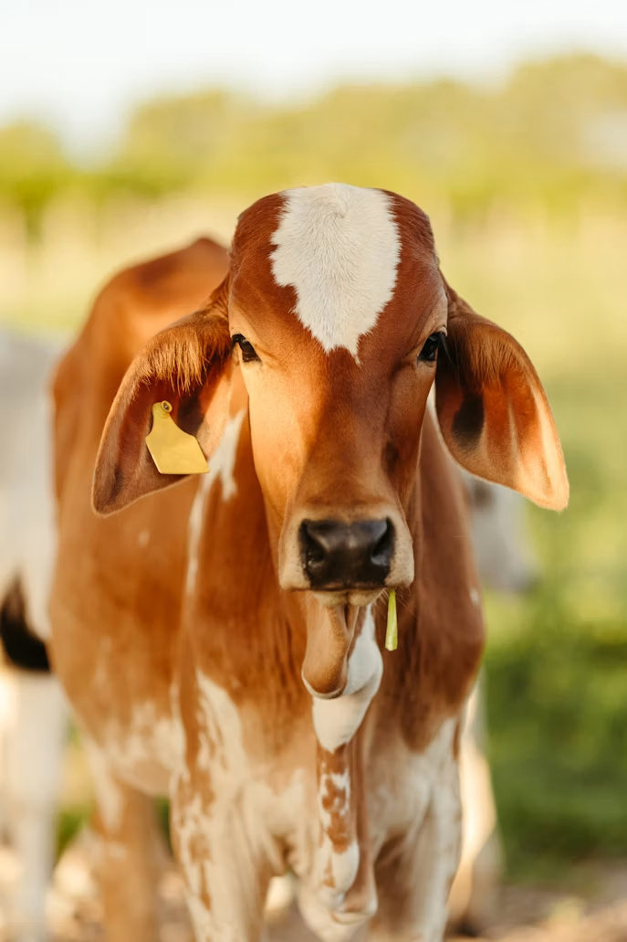 Gir bull on Verdant Impact marketplace